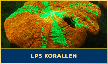 LPS Korallen